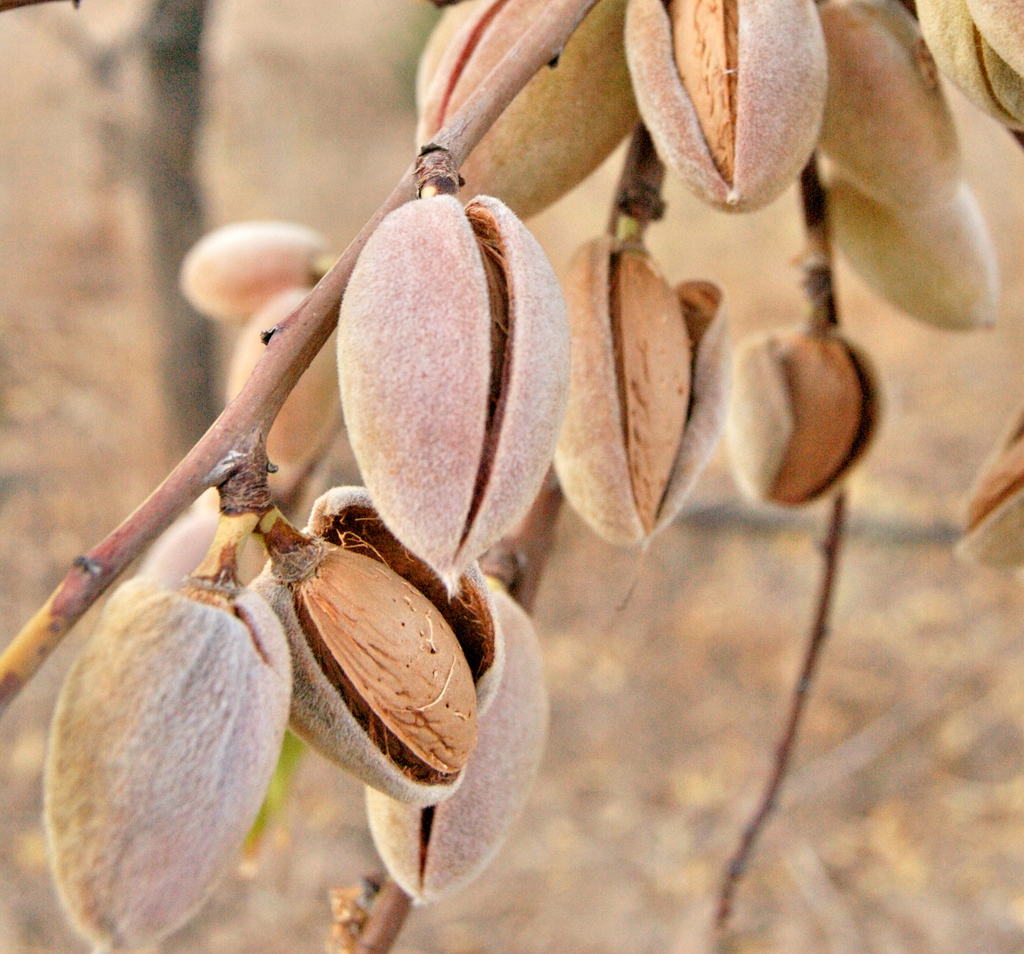 Almond plant 