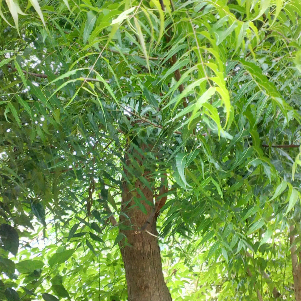 Neem Tree 