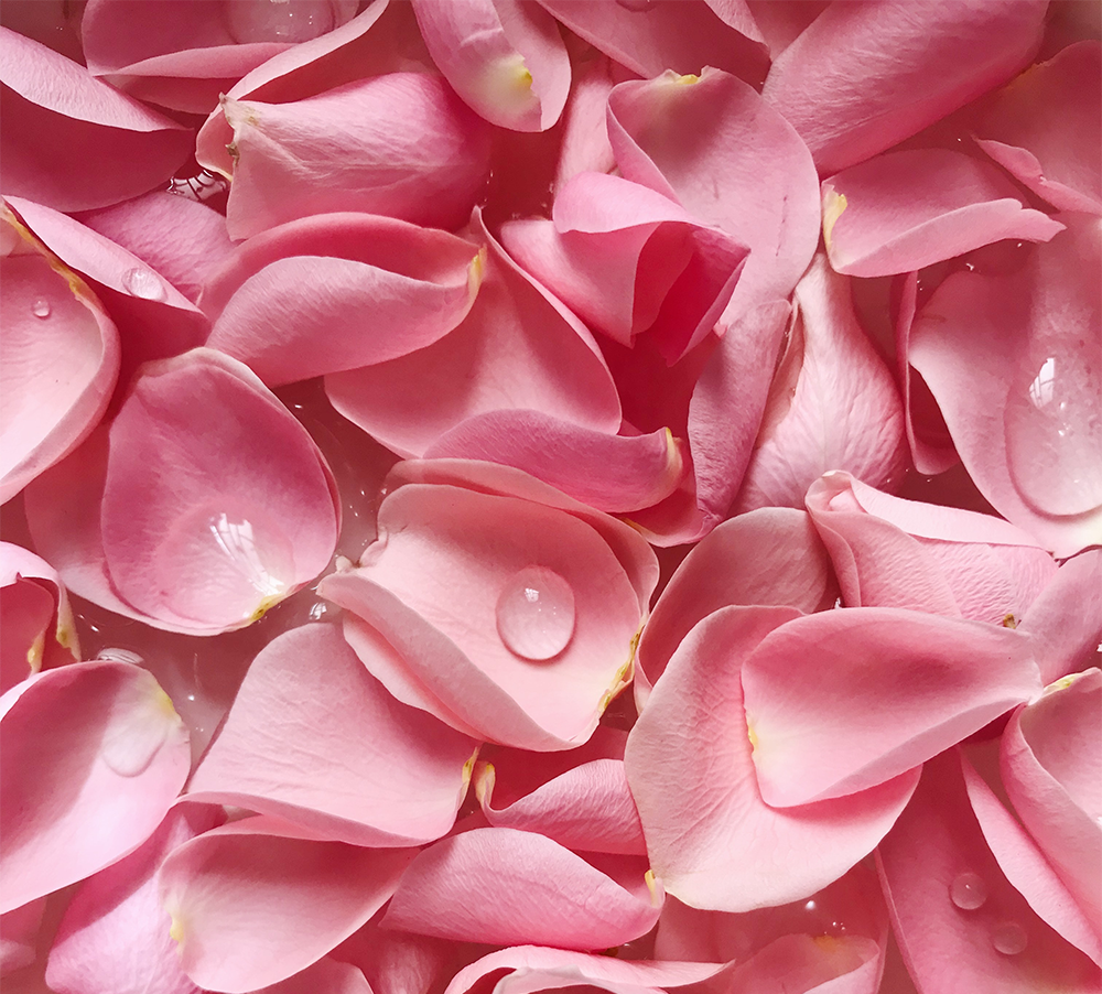 Pink rose petals in water 